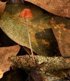 Mycena luxfoliicola image