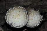 Coprinopsis variegata image