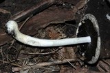 Coprinopsis variegata image