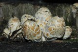 Coprinopsis variegata image