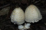 Coprinopsis variegata image
