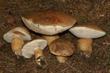 Tylopilus felleus image