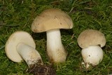 Boletus pallidus image