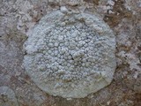 Dirina massiliensis image