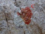 Dirina massiliensis image