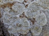 Dirina massiliensis image