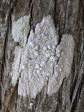 Dirina ceratoniae image