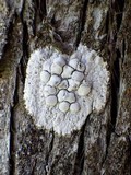 Dirina ceratoniae image
