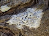 Dirina ceratoniae image