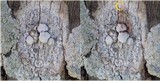 Dirina ceratoniae image