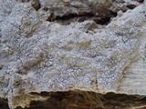 Arthonia pruinata image