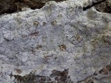 Arthonia pruinata image
