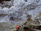 Arthonia pruinata image
