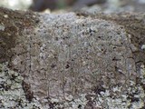 Schismatomma graphidioides image
