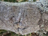 Schismatomma graphidioides image
