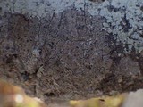 Schismatomma graphidioides image