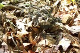 Clavulina coralloides image