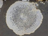 Opegrapha durieui image
