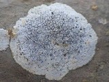 Opegrapha durieui image