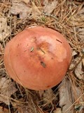 Russula veternosa image