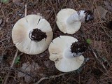 Russula veternosa image