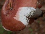 Russula veternosa image