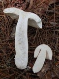 Russula veternosa image
