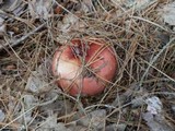 Russula veternosa image