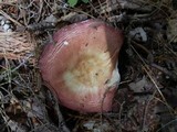 Russula veternosa image
