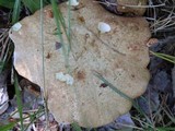 Suillus weaverae image