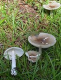 Amanita spreta image