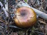 Russula fragrantissima image