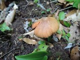 Entoloma quadratum image
