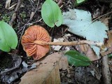 Entoloma quadratum image