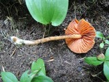 Entoloma quadratum image
