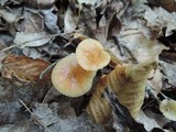 Hygrocybe laeta var. laeta image