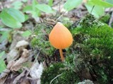 Entoloma quadratum image