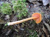 Entoloma quadratum image