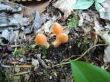 Entoloma quadratum image