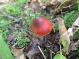 Hygrocybe riparia image