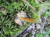 Hygrocybe riparia image