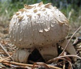 Agaricus texensis image