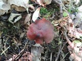 Hygrocybe riparia image