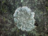 Pertusaria albescens var. albescens image