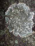 Pertusaria albescens var. albescens image