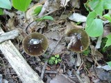 Gliophorus irrigatus image