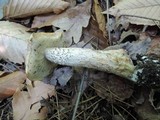 Leccinum insigne image