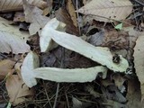 Leccinum insigne image