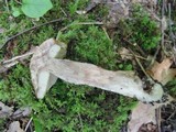 Leccinum insigne image