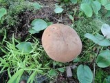 Tylopilus felleus image